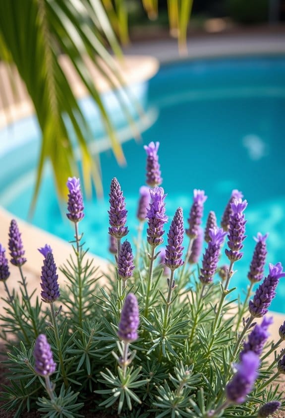fragrant low maintenance poolside lavender